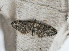 Einerdvergmåler (Eupithecia intricata)