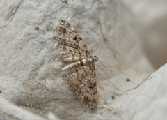 Grandvergmåler (Eupithecia tantillaria)