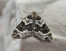 Small Phoenix (Ecliptopera silaceata)