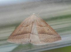 Brown Silver-line (Petrophora chlorosata)