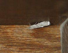 Melsmalmott (Ephestia kuehniella)