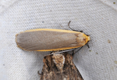 Buff Footman (Eilema depressa)