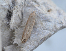 Bulrush Cosmet (Limnaecia phragmitella)