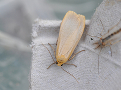 Buff Footman (Eilema depressa)