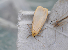 Barlavspinner (Eilema depressa)