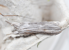 Lyst hettefly (Cucullia umbratica)