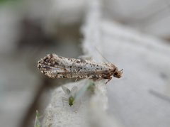 Penselkjukemøll (Morophaga choragella)