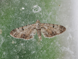 Gjeldkarvedvergmåler (Eupithecia pimpinellata)