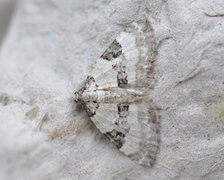 Flekklundmåler (Perizoma blandiata)