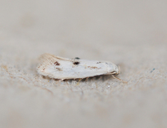 Elachista maculicerusella