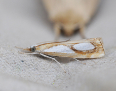 Toflekket nebbmott (Catoptria pinella)