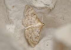 Mother of Pearl (Patania ruralis)