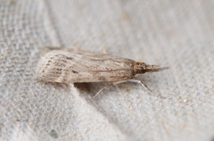 Marsh Grey (Eudonia pallida)