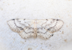 Flekkengmåler (Idaea dimidiata)