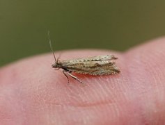 Rush Marble (Bactra lancealana)
