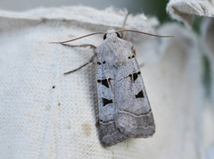 Grått kilefly (Eugnorisma glareosa)