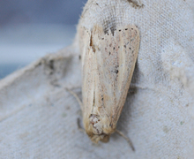 Webb's Wainscot (Globia sparganii)