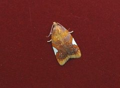 Rød flatvikler (Acleris holmiana)