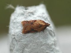 Mjødurtflatvikler (Acleris aspersana)