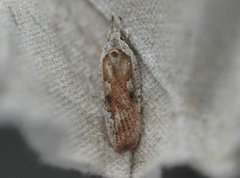 Dark-fringed Flat-body (Agonopterix nervosa)
