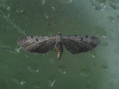 Brun dvergmåler (Eupithecia absinthiata)