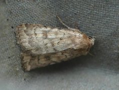 Brunt urtefly (Caradrina morpheus)