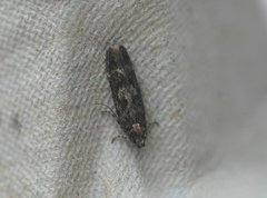 Mouse-ear Groundling (Caryocolum fraternella)