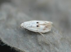 Elachista maculicerusella