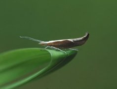 Honeysuckle Moth (Ypsolopha dentella)
