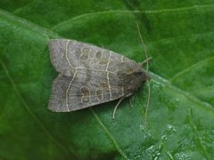 Osperingfly (Ipimorpha subtusa)