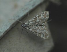 Brown China-mark (Elophila nymphaeata)