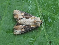 Double Lobed (Lateroligia ophiogramma)