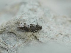 Holly Tortrix (Rhopobota naevana)