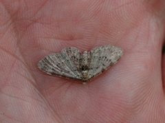 Bilberry Pug (Pasiphila debiliata)