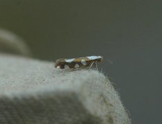 Gold-ribbon Argent (Argyresthia brockeella)
