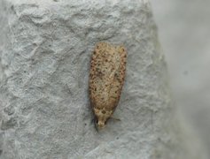 Angelica Flat-body (Agonopterix angelicella)