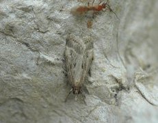 Marsh Grey (Eudonia pallida)