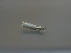 Perlemornebbmott (Catoptria margaritella)