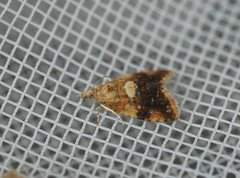 Yellow-spot Tortrix (Pseudargyrotoza conwagana)