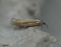 Barred Grass-veneer (Agriphila inquinatella)