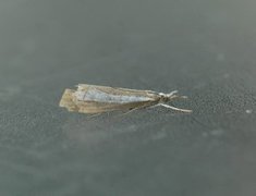 Perlemornebbmott (Catoptria margaritella)