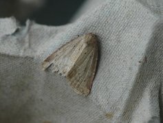 Small Dotted Buff (Photedes minima)