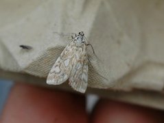 Brown China-mark (Elophila nymphaeata)