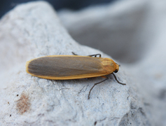 Buff Footman (Eilema depressa)