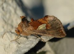 Storflekket metallfly (Autographa bractea)