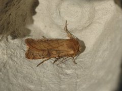 Six-striped Rustic (Xestia sexstrigata)