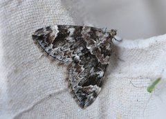 Dark Marbled Carpet (Dysstroma citrata)
