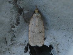 Angelica Flat-body (Agonopterix angelicella)