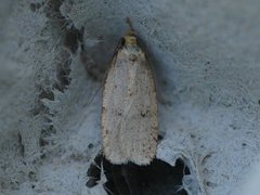 Agonopterix angelicella