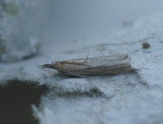 Sandhill Knot-horn (Anerastia lotella)